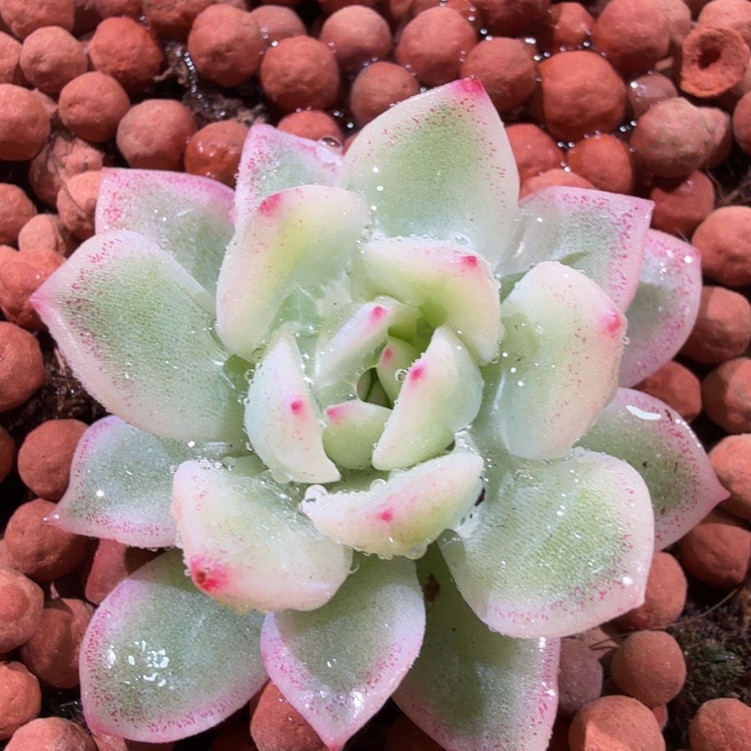 雨燕座锦，多肉植物