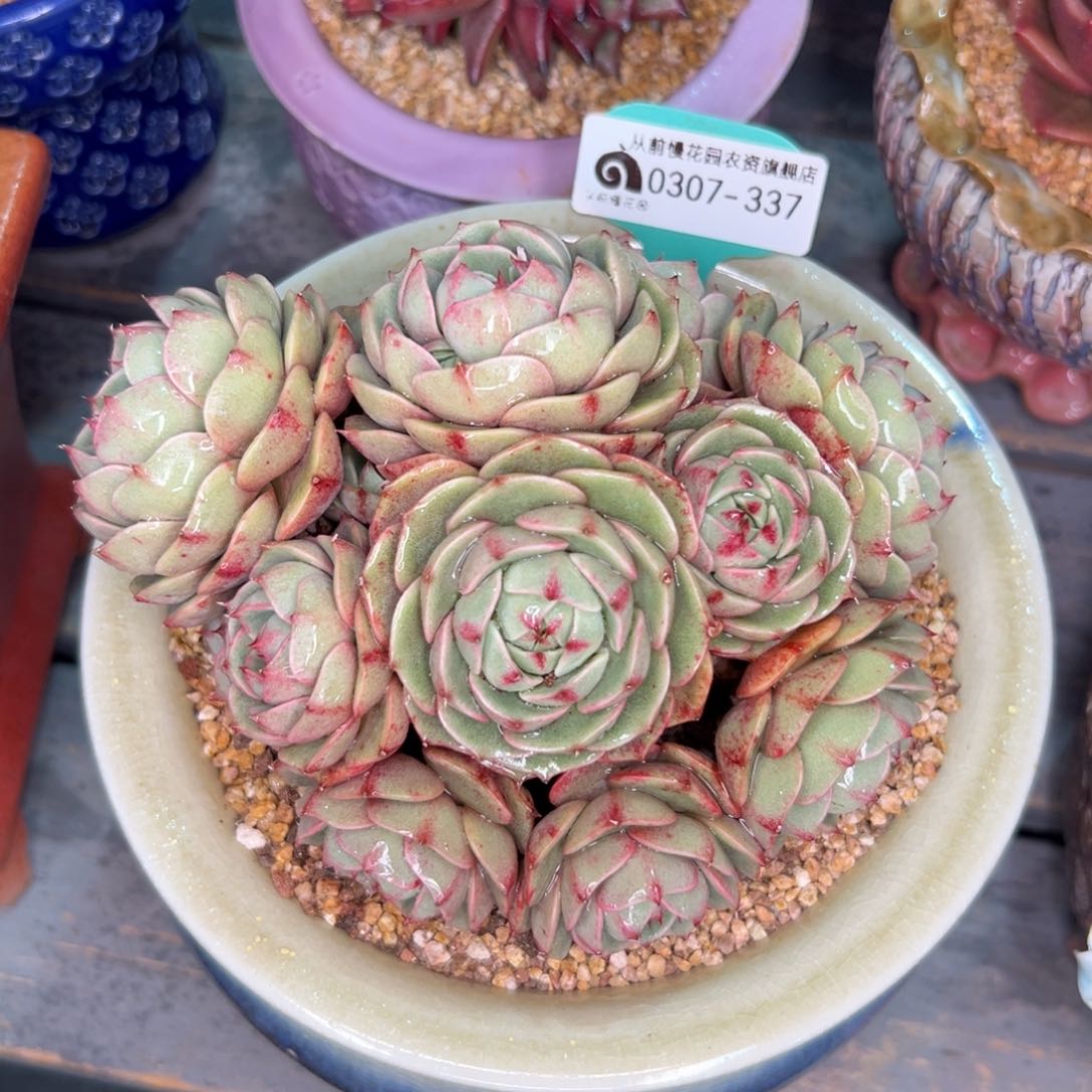 多肉一物一拍0307-337