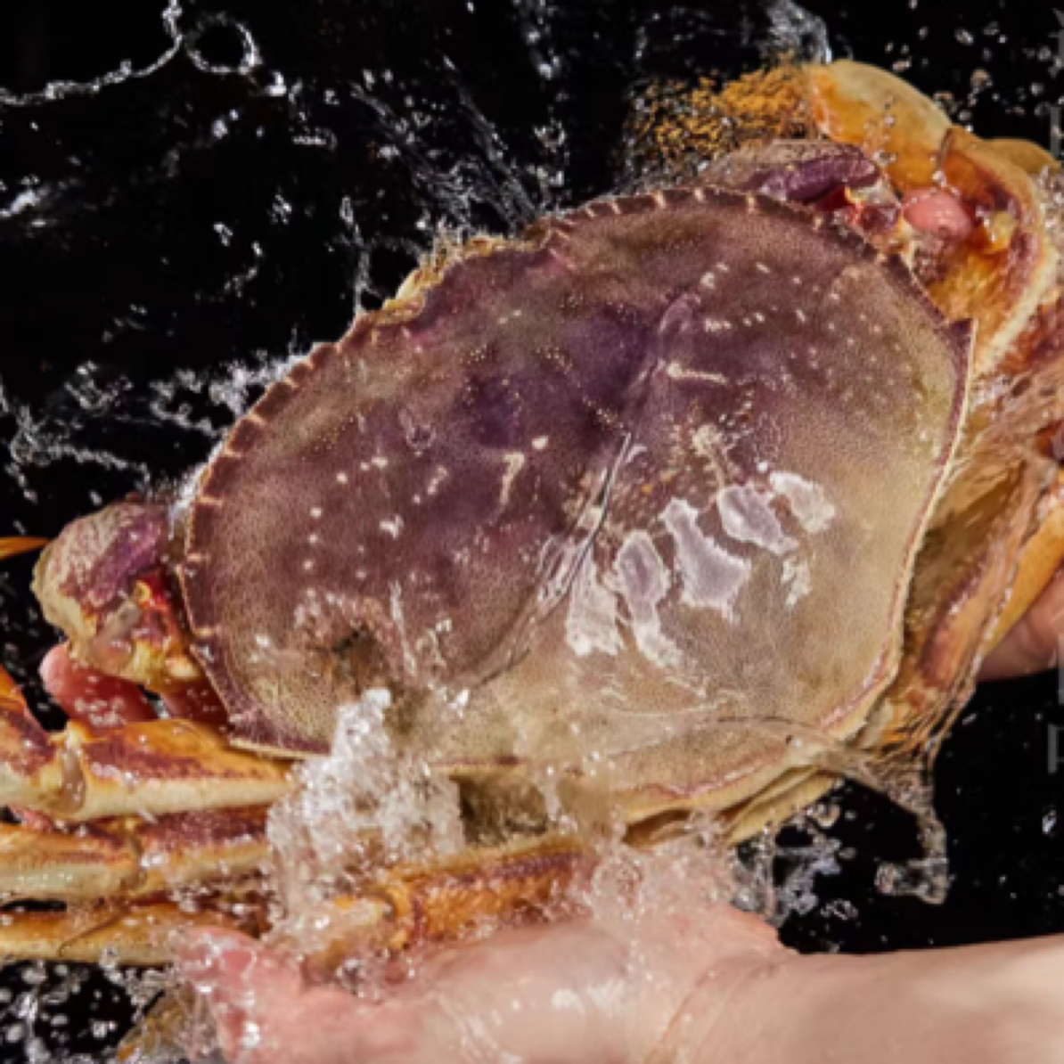 【保鲜不保活】珍宝蟹太子蟹 单只约1.7-2斤 活体打包