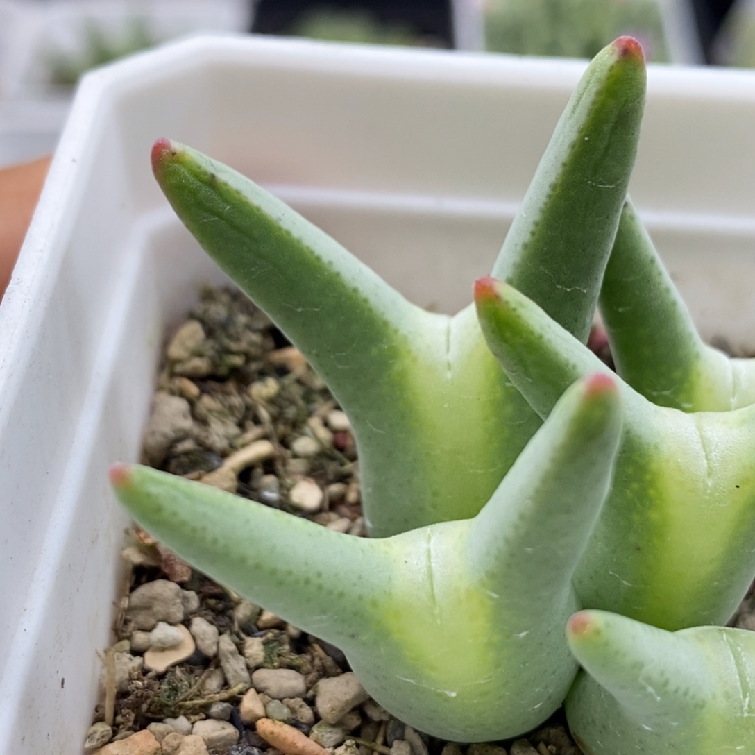 *****好看好看好看78皮卡丘