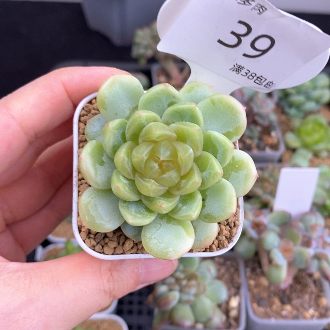 39号460甜心单头一颗