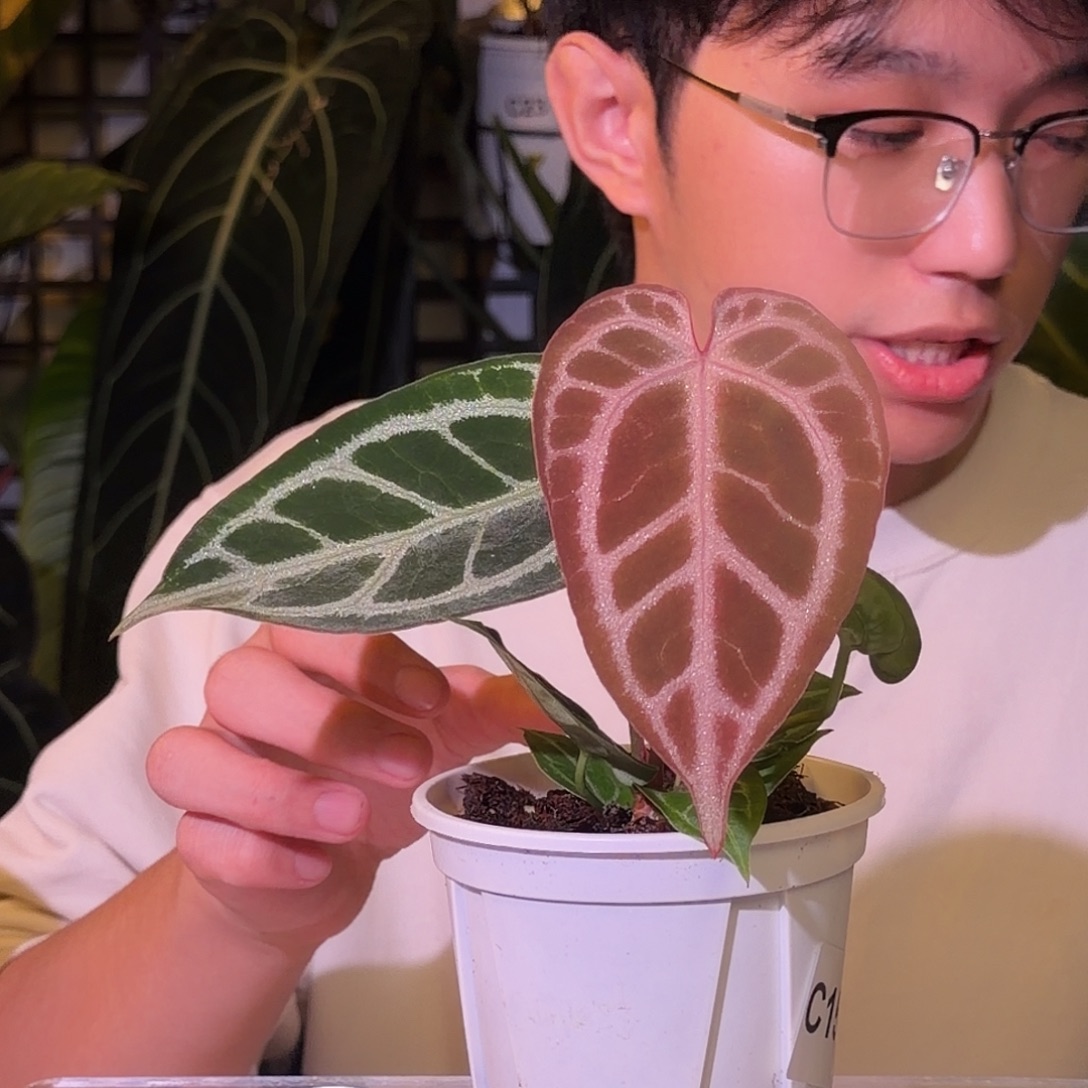 完全开放N187 粉柠檬红