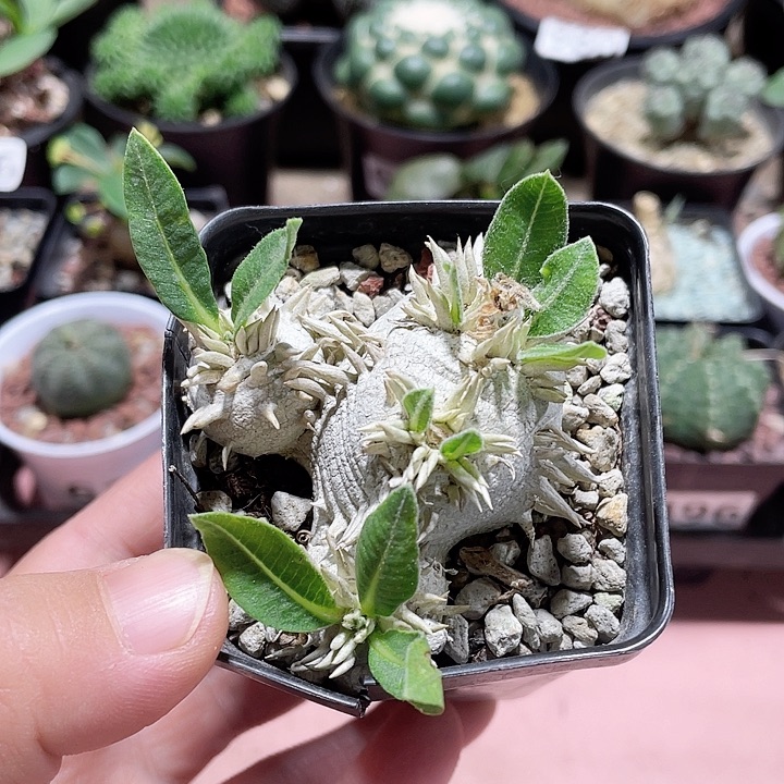 563惠比大黑块根