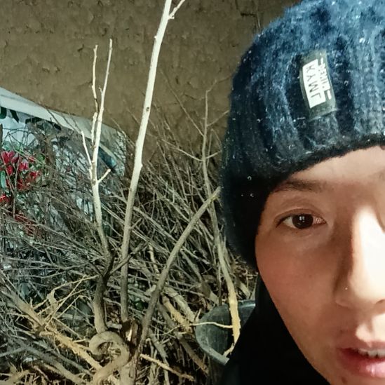 岐***王完全开放文冠树两颗