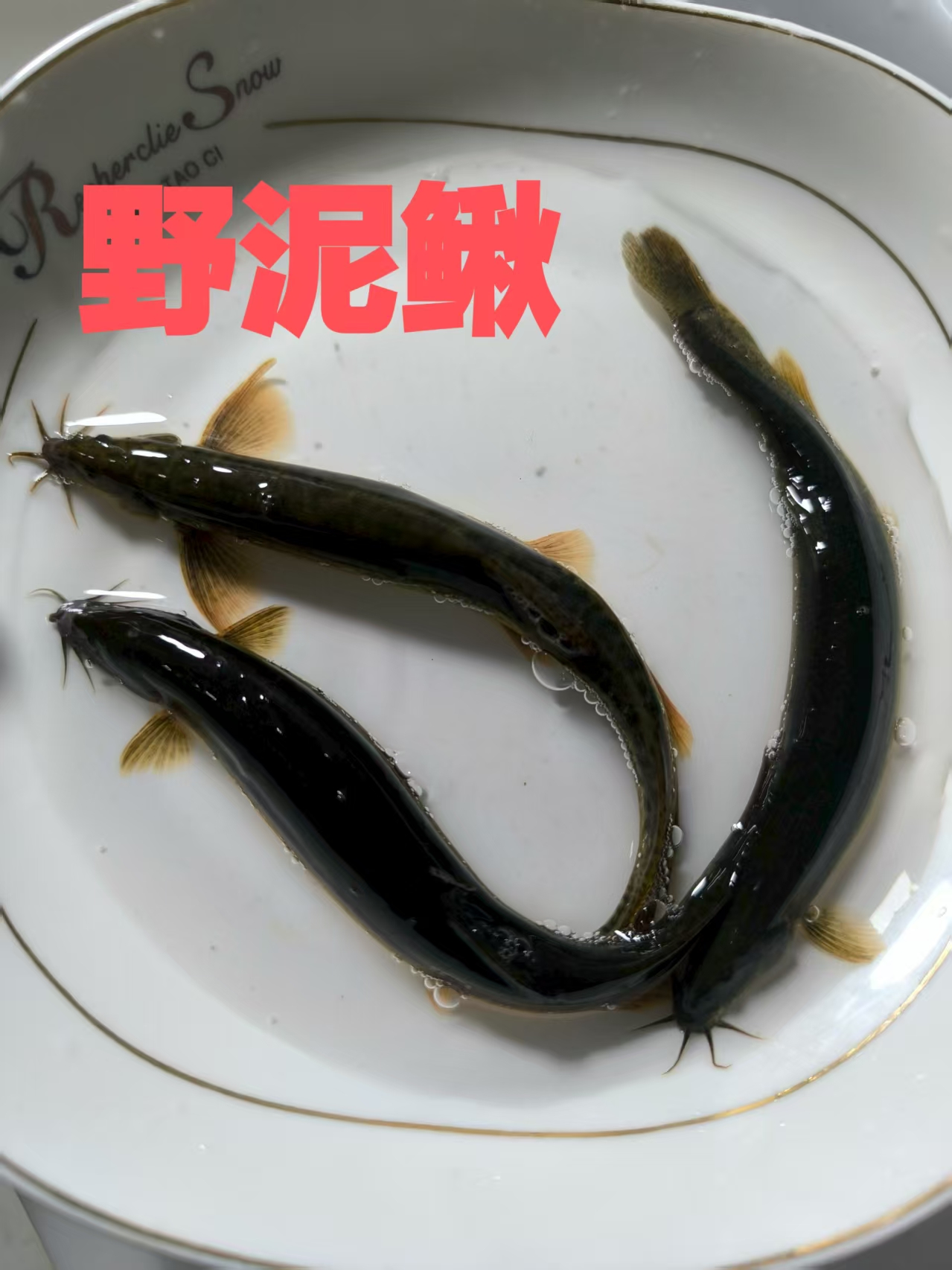 野生鲜活土泥鳅杂鳅