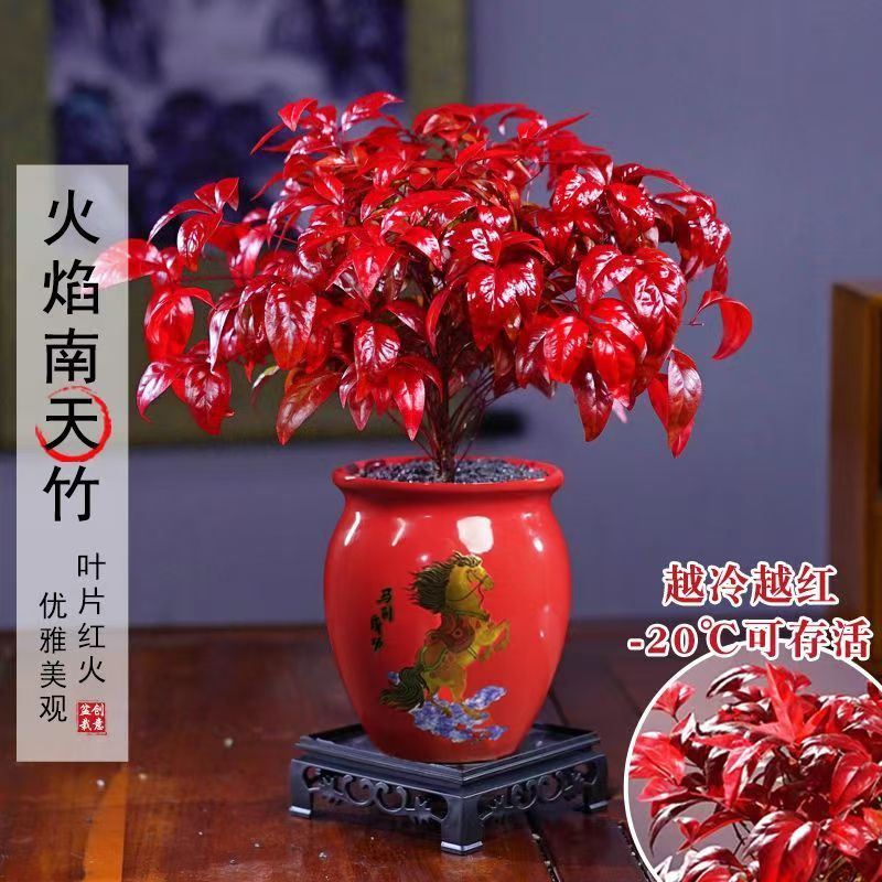(越冷越红)火焰南天竹客厅绿植桌面盆栽好养易活禅意创意盆景