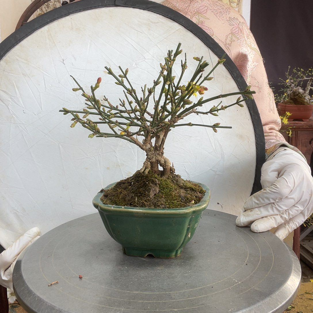 无花朵迎春花开了