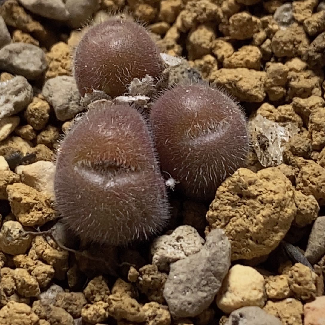 cr1439园艺紫毛球cr1439园艺紫毛球