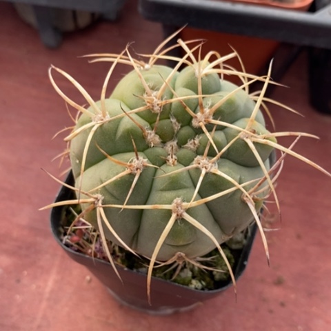 光琳玉单5仙人球