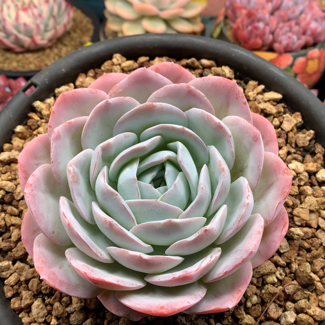 我们家的小仙女们