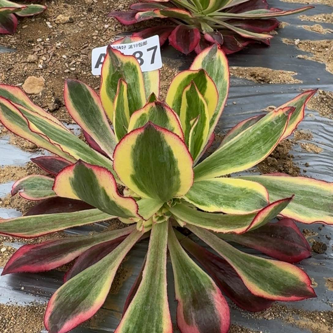 187魅影多肉植物