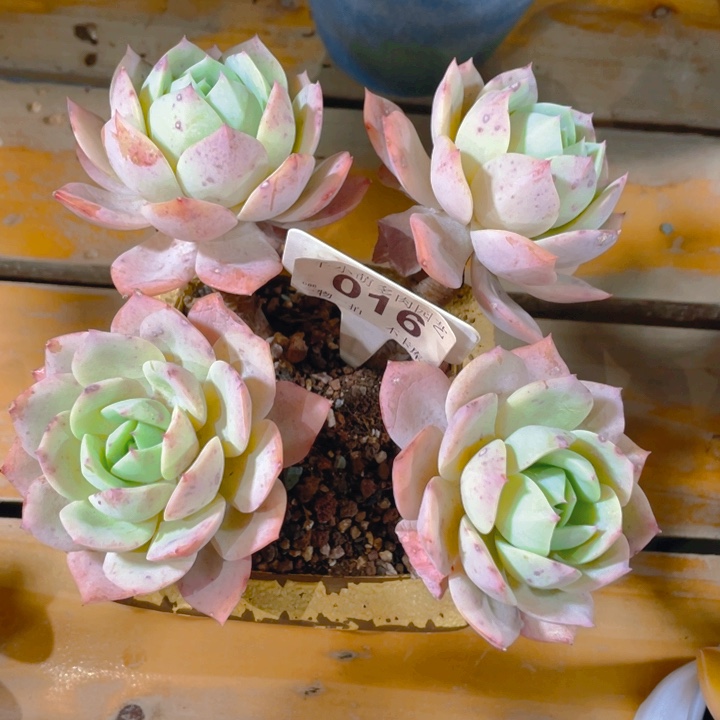 谢谢你的支持0000016