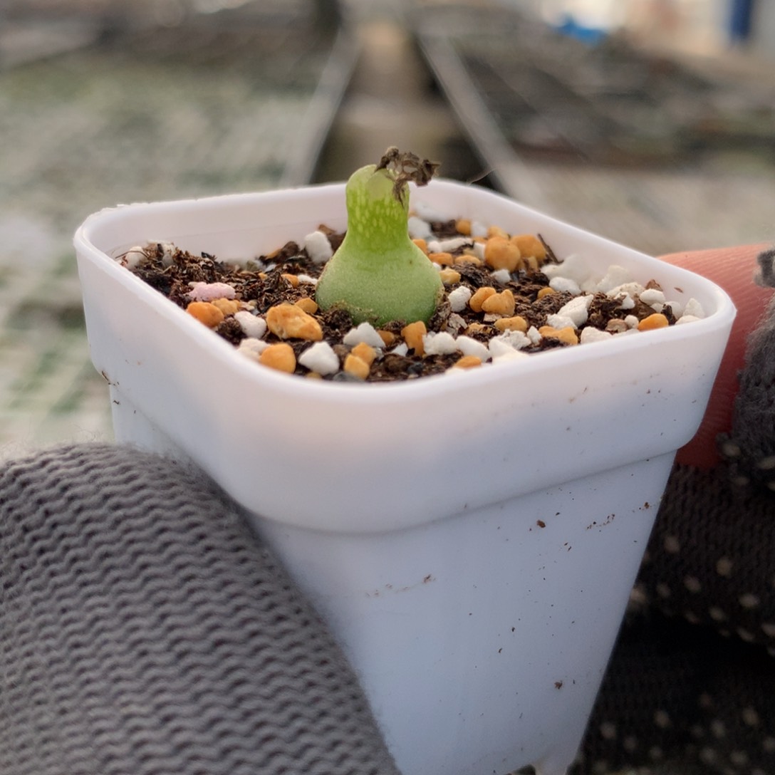 124大型小葫芦一颗