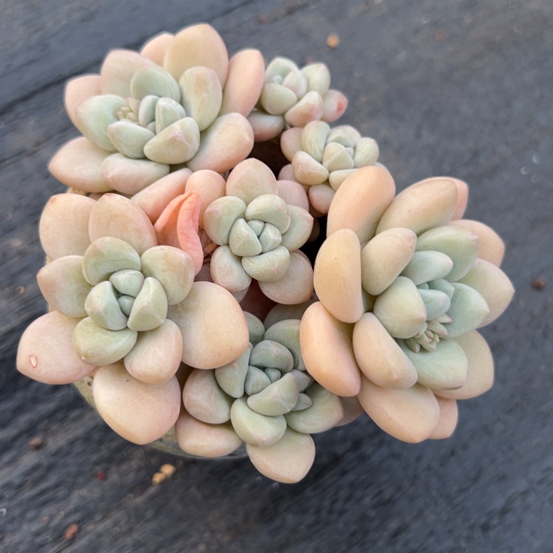 多肉植物一物一拍
