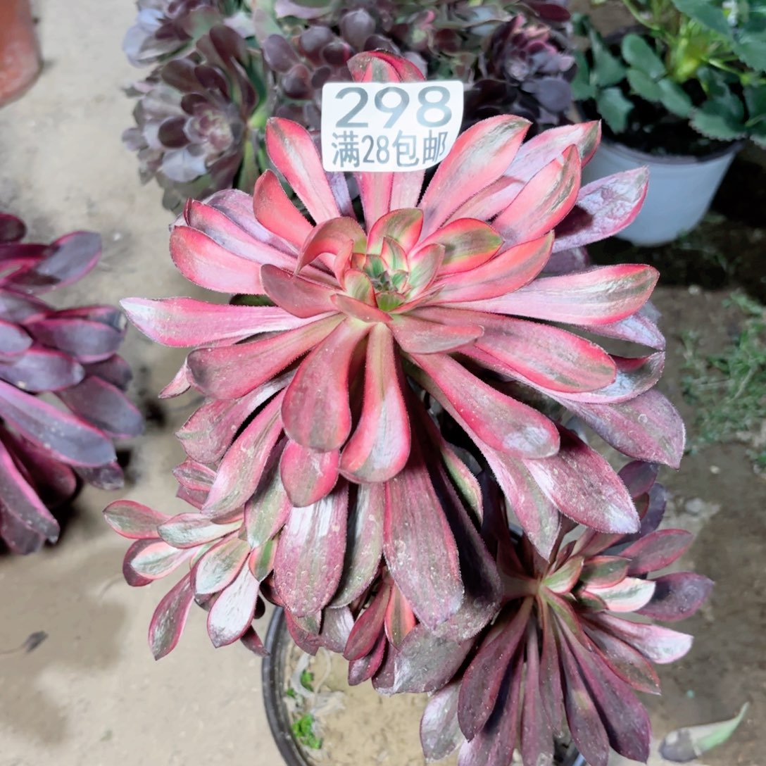 A. 298火风多肉111111