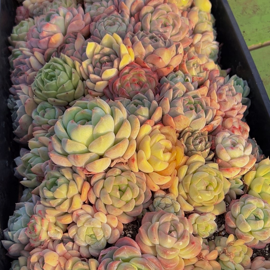 你***猜779多肉葡萄的味道是