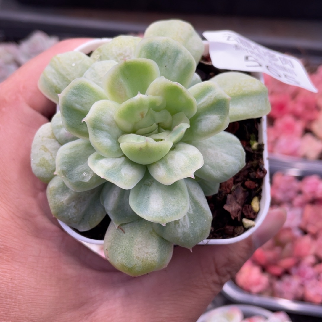 云糖心多肉植物565