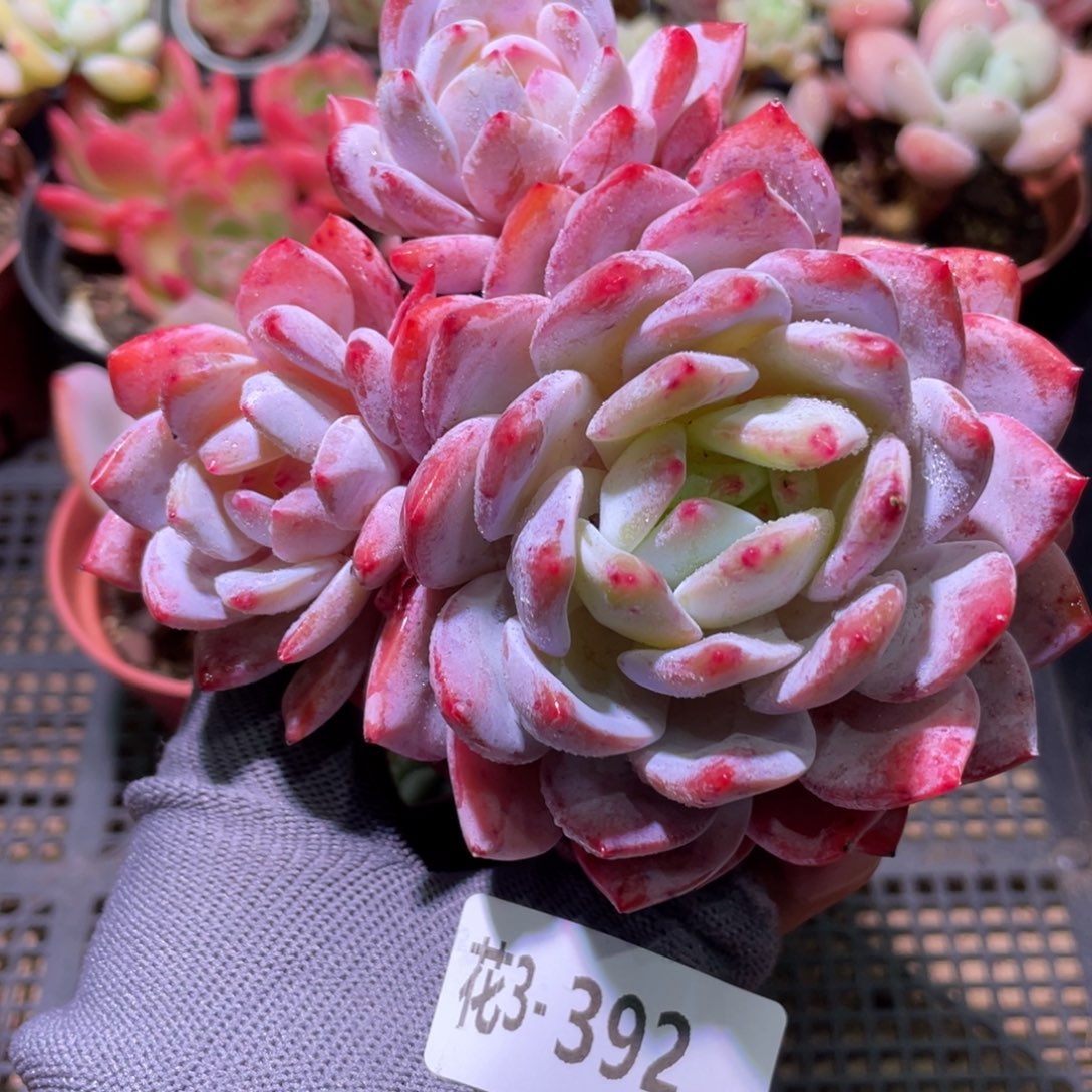 花利美3-392橙梦露