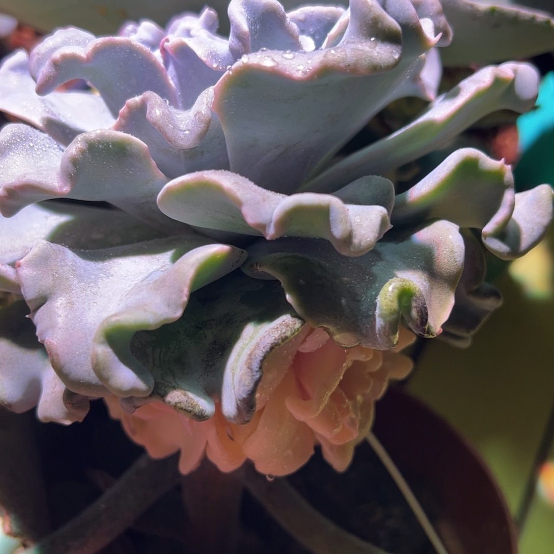 芭蕾舞者锦，阴阳锦
