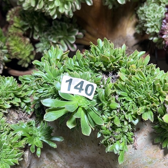 一***去多肉植物一个妖微瑕140