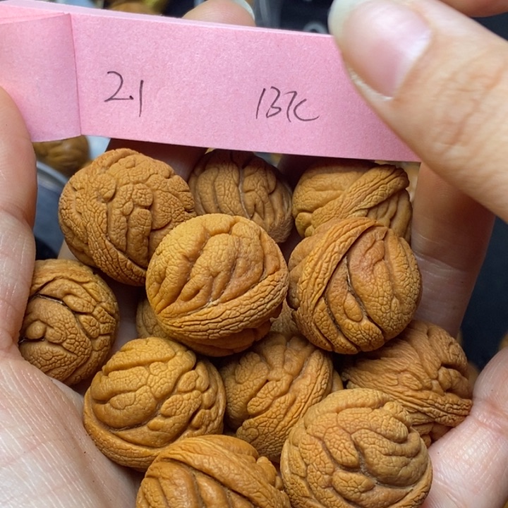 吊坠桃核秦岭龙纹桃核21尺寸