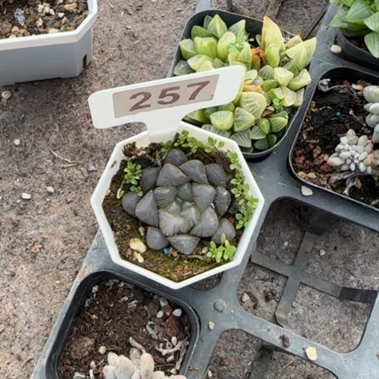 257日本水晶多肉植物多