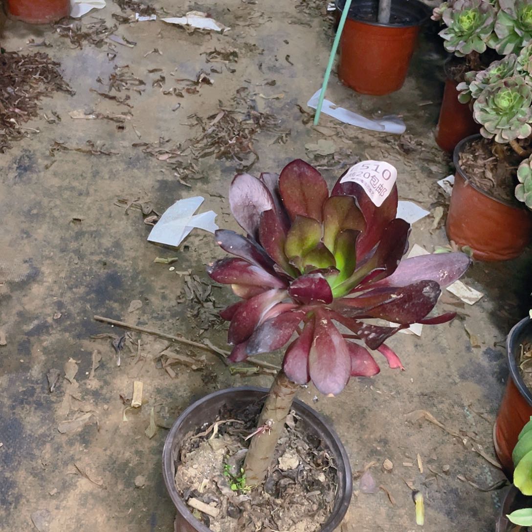 510巫多肉法师多肉