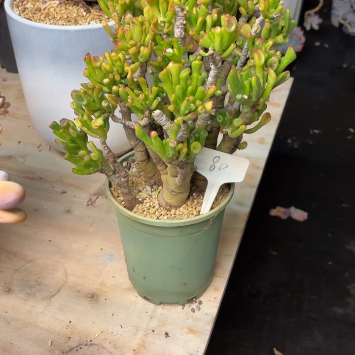 困***多肉植物，吸财树80号