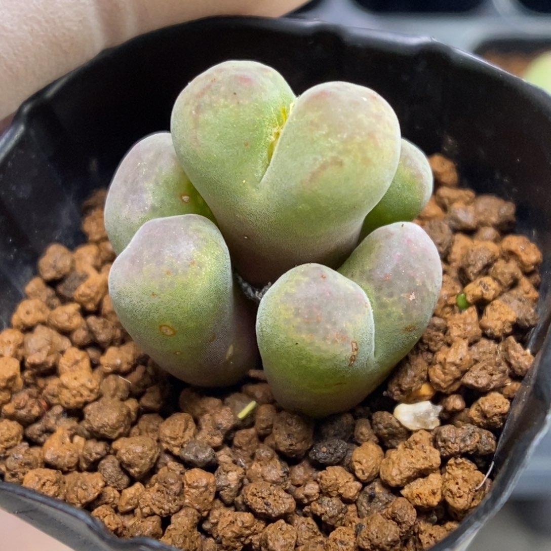 多肉植物肉锥杂交K-4979