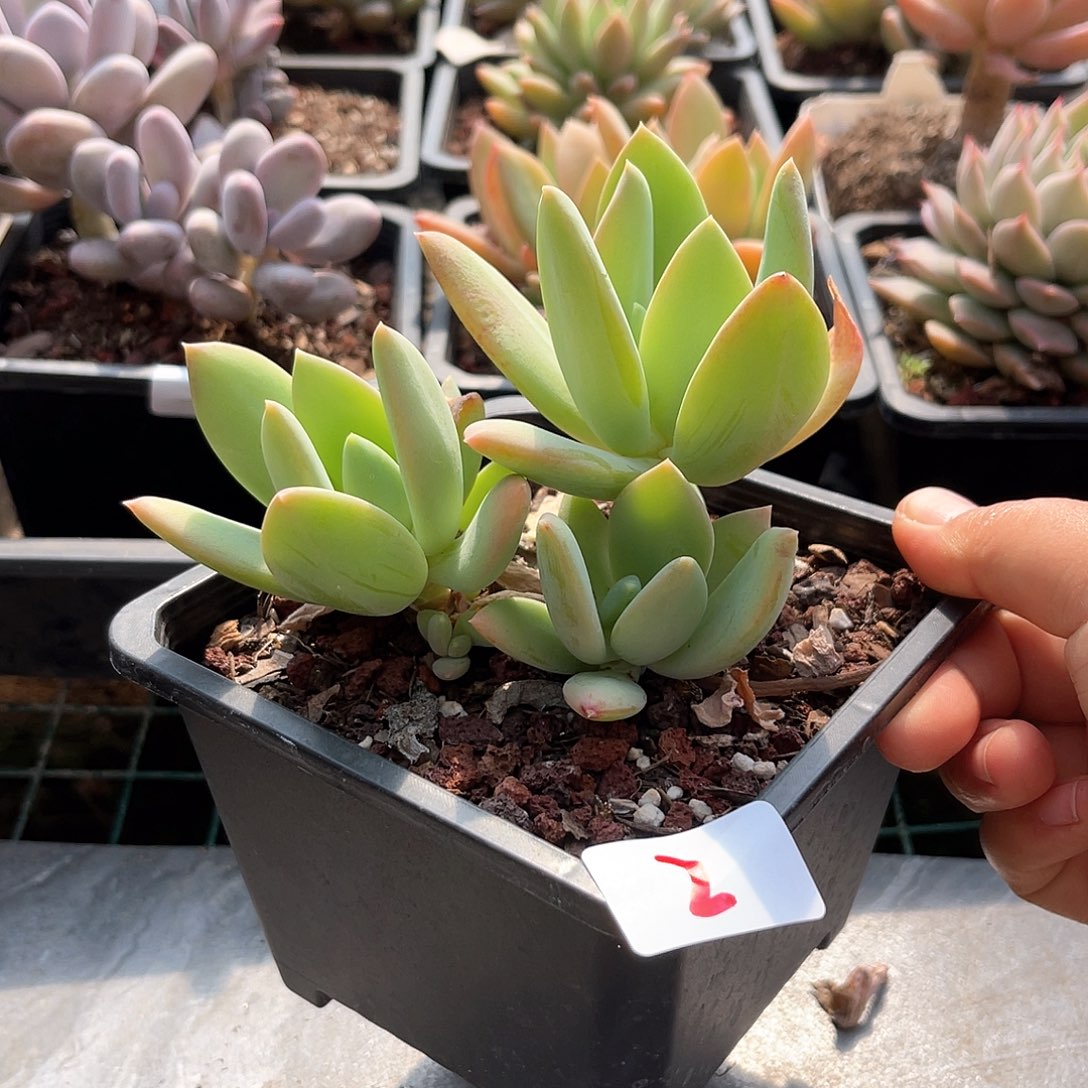 海洋之心。  2。  11111111111