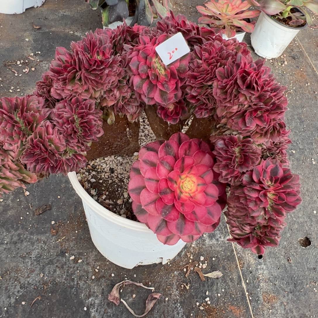 零***分200荔枝缀多肉多肉多肉多肉