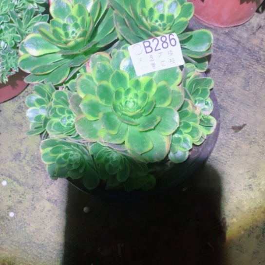 多肉植物奶白286