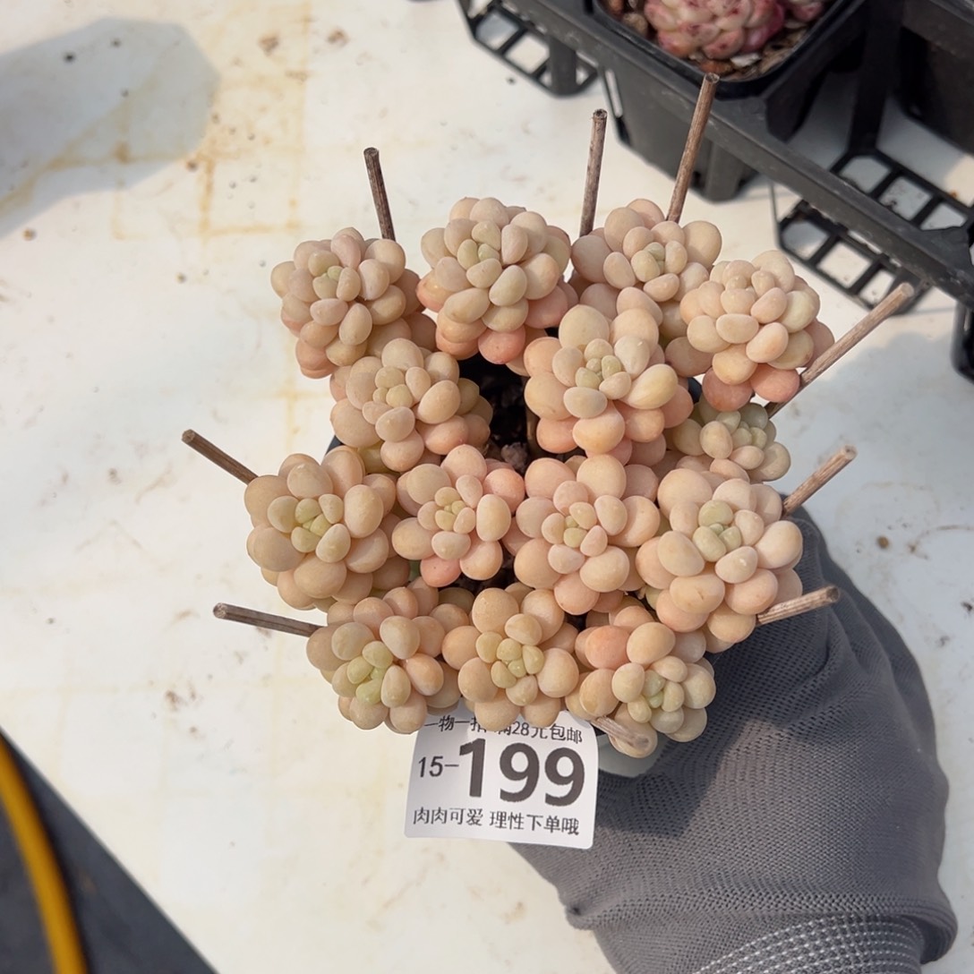 洛可可多肉多肉多肉多肉