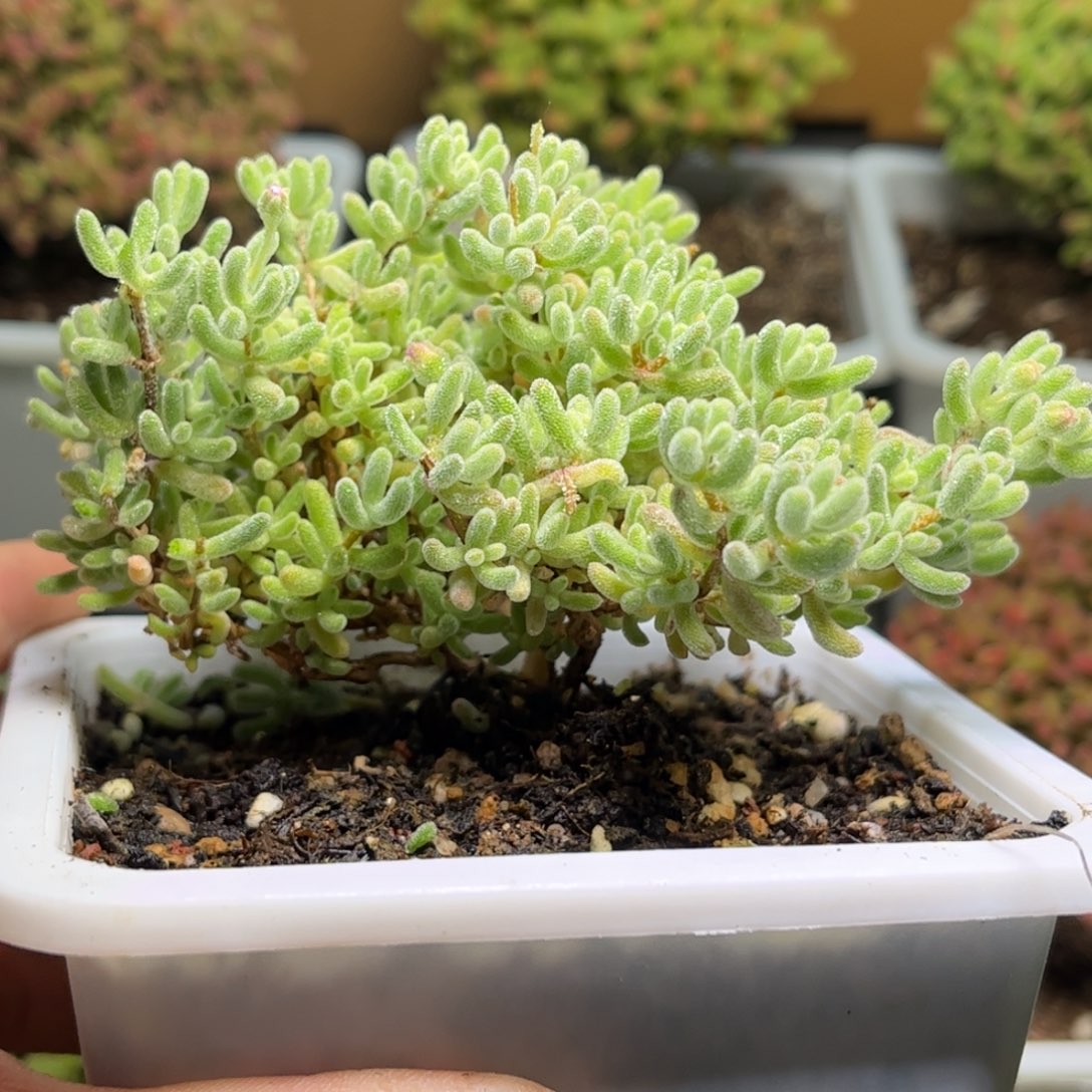 37紫冰晶优选枝干番杏