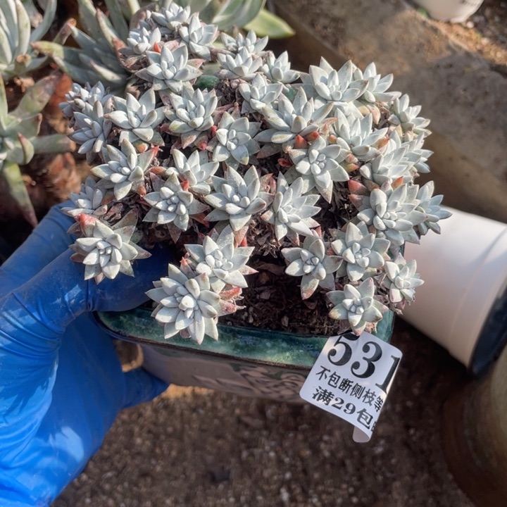 316号白菊多肉植物