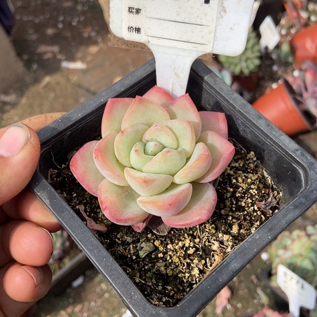 奶油泡芙多肉植物874