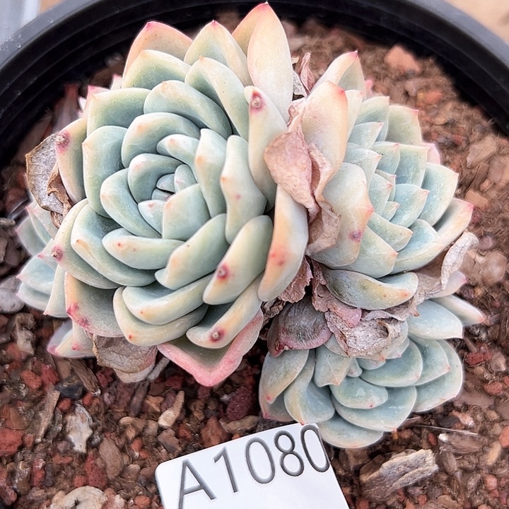 幸运的是我的朋友们都