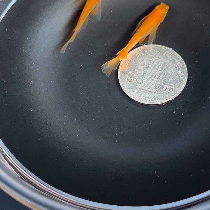 青鳉鱼真长鳍小野红帝2条9号