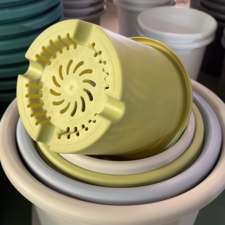 四季4号无托果绿色8个