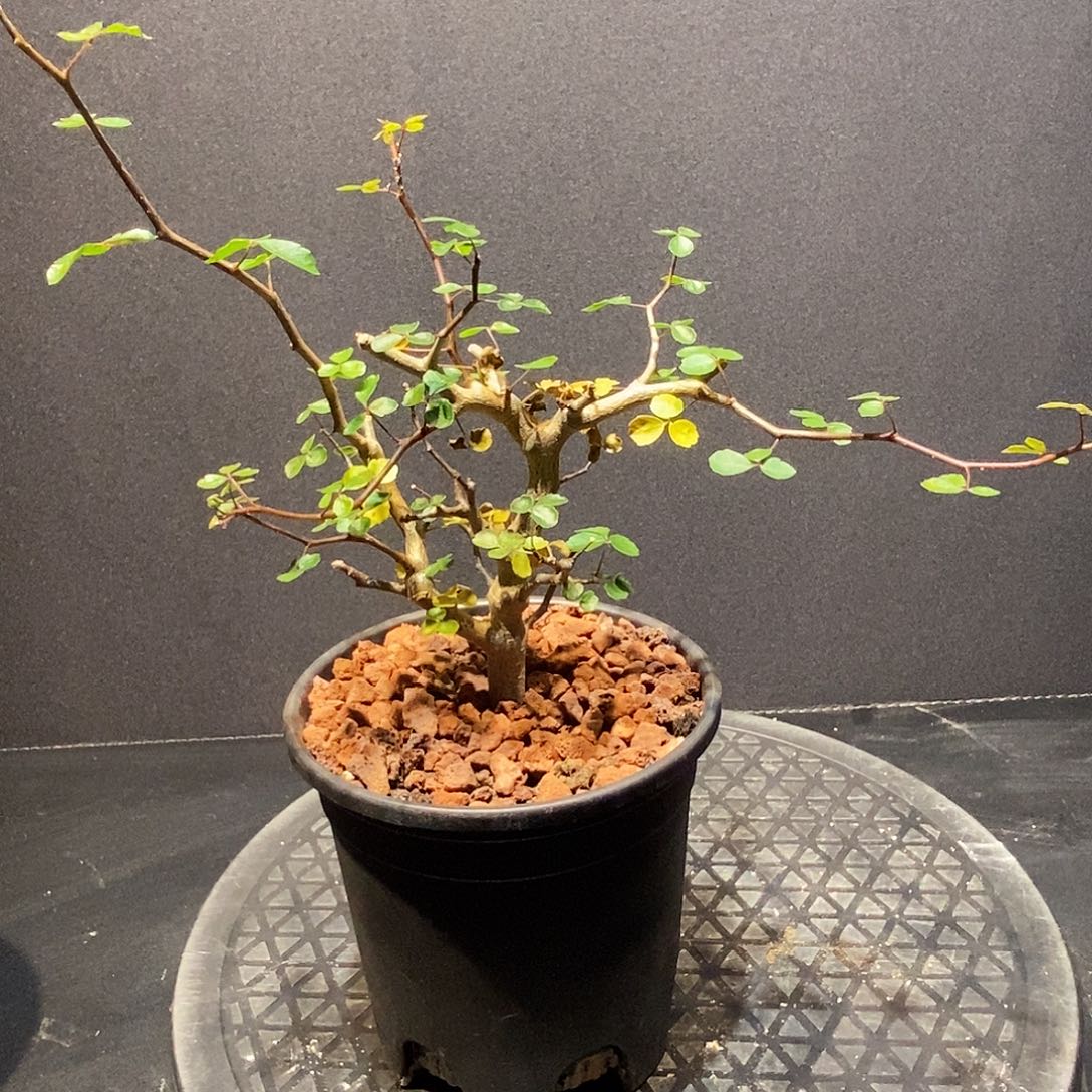 波叶没药实生一个