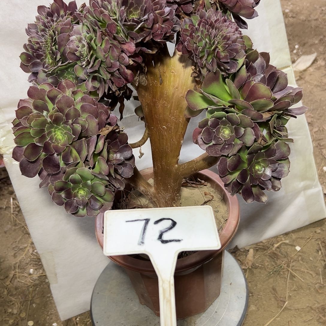 多肉植物玫瑰缀花72