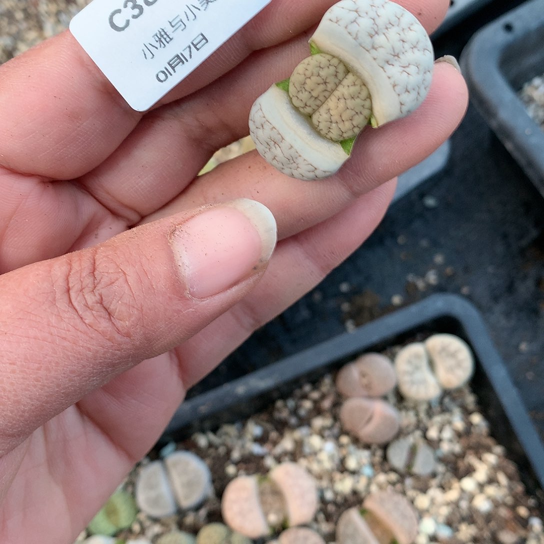 C384多肉植物保护研究所