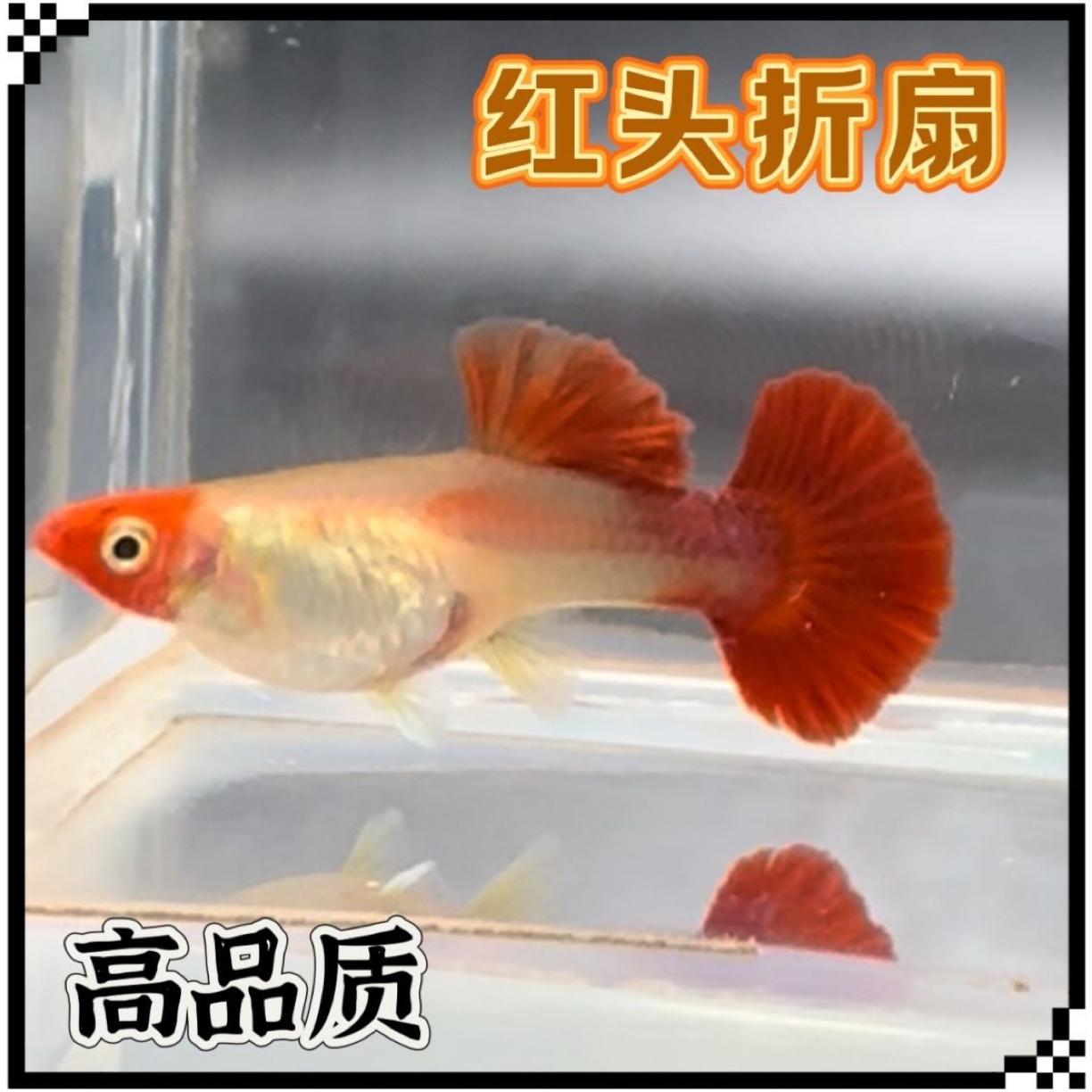 精品红头黄化折扇孔雀鱼（凭开箱视频包损 入缸后不包损）