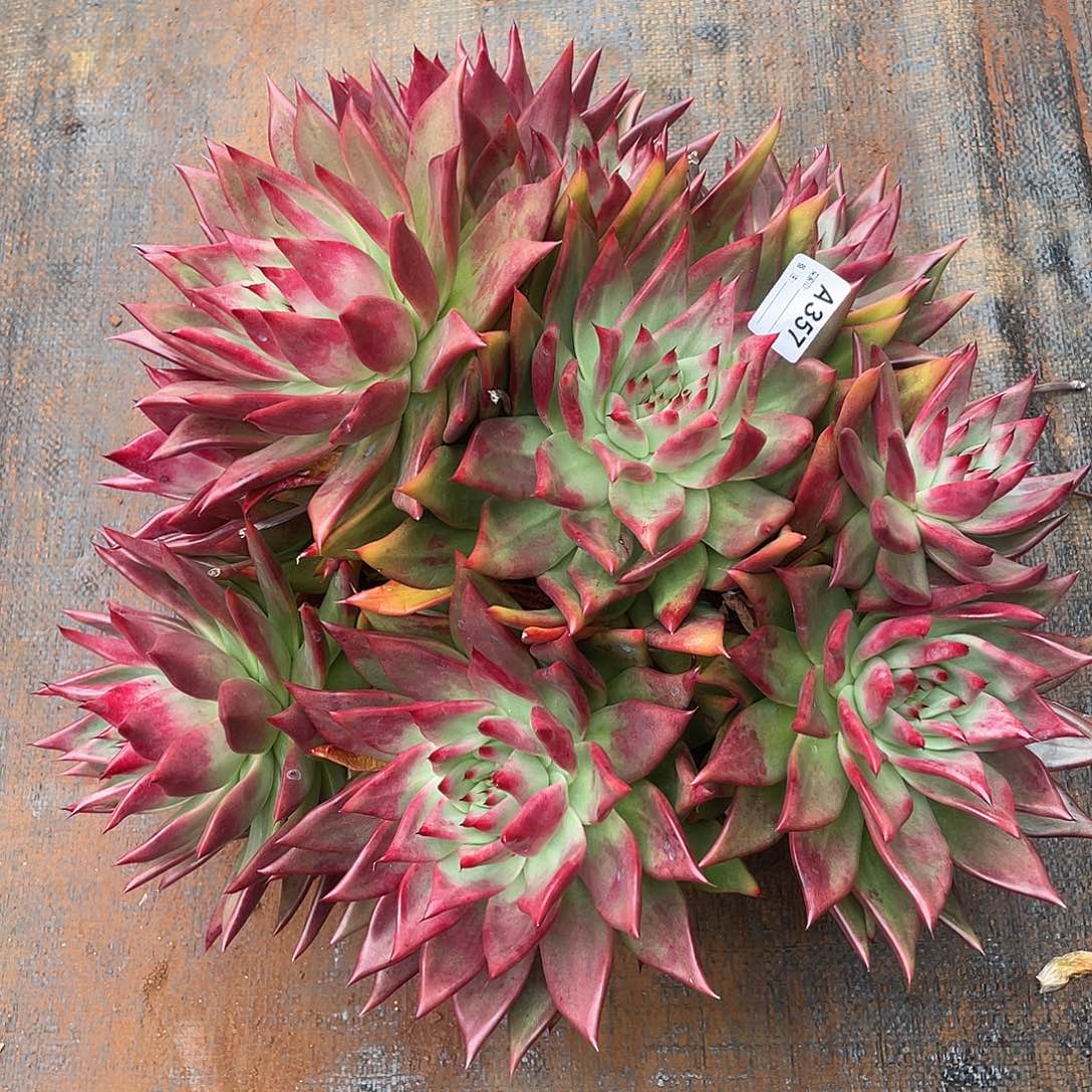 若如东云单拍A357（物流到付）