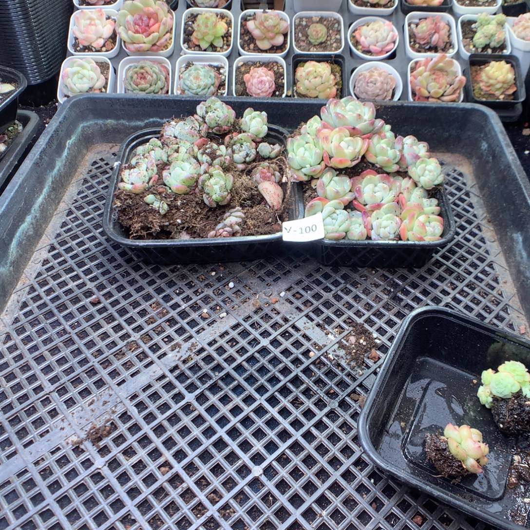 无花朵V100英语英语