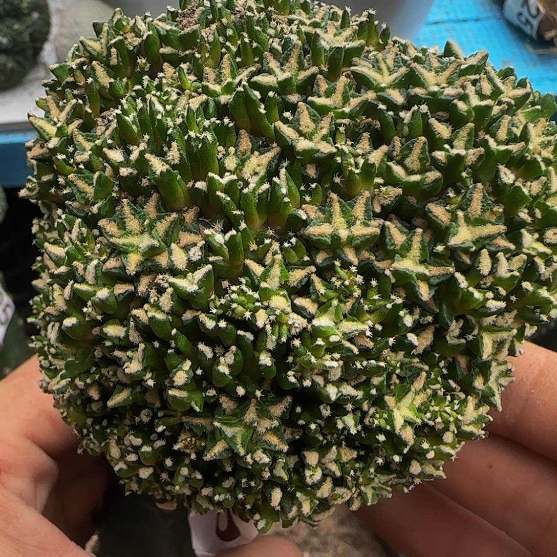 姬牡丹群头512仙人球