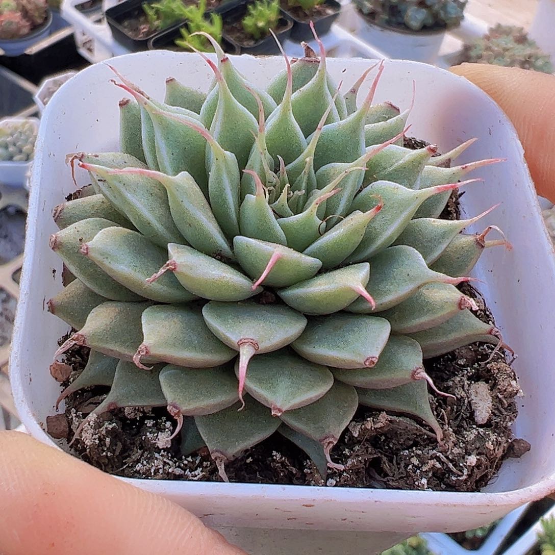 银星长睫毛19包邮