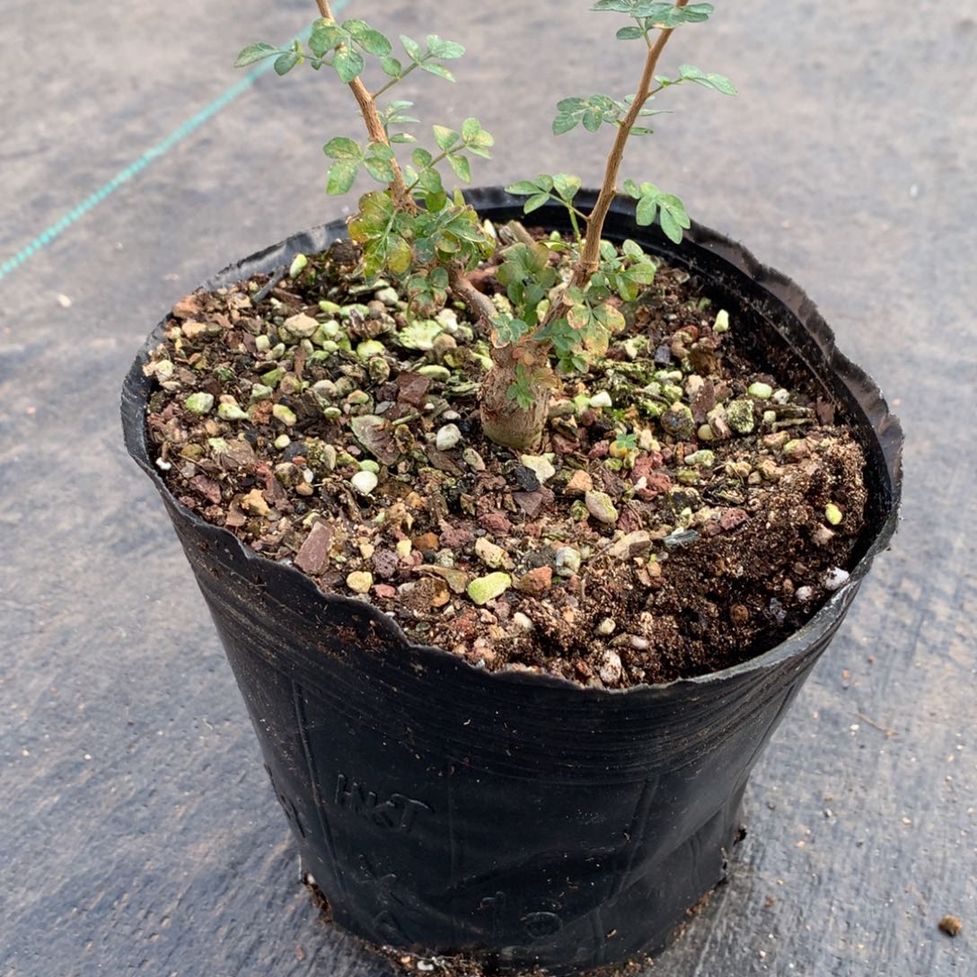 夜***者念珠没药实生带盆