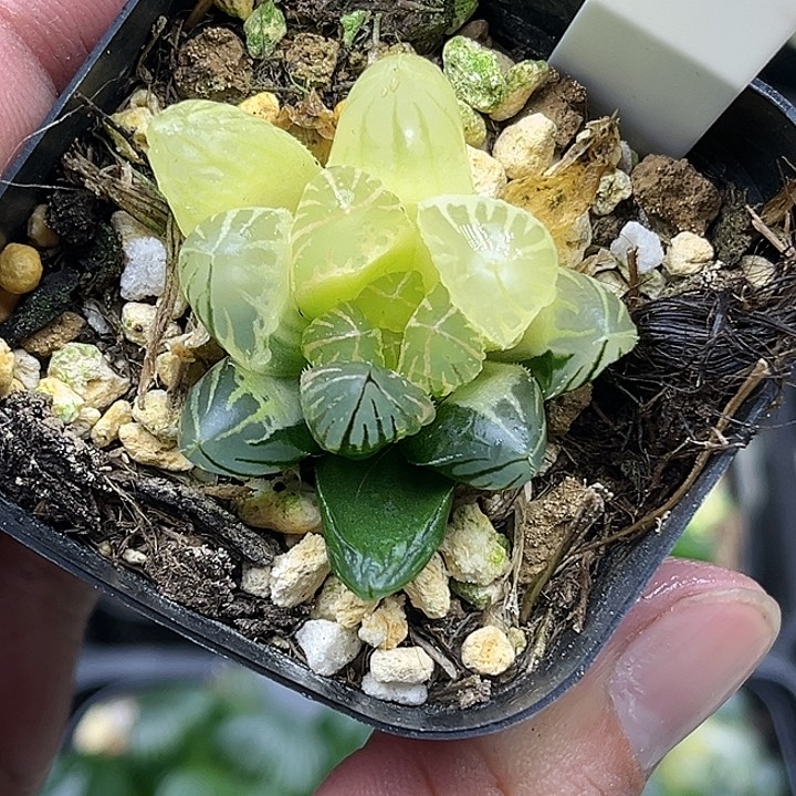 39龙爪玉露锦头家多肉十二卷