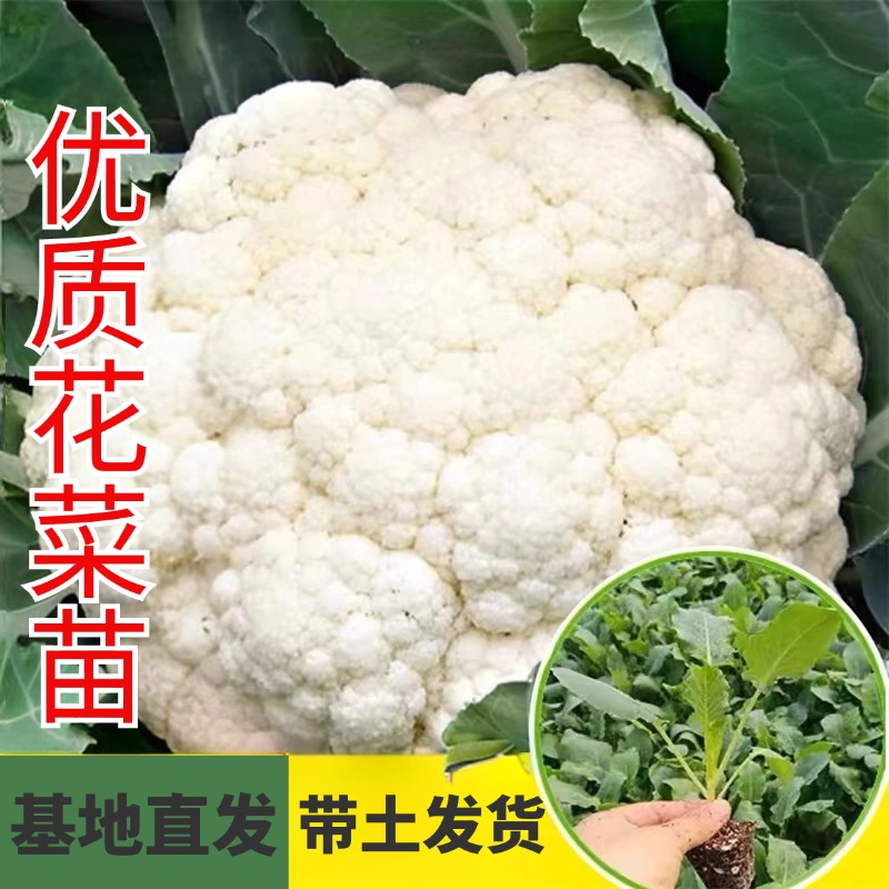 花菜苗有机花菜秧苗花椰菜松花菜种苗甘蓝西兰花苗秋冬耐寒叶菜苗